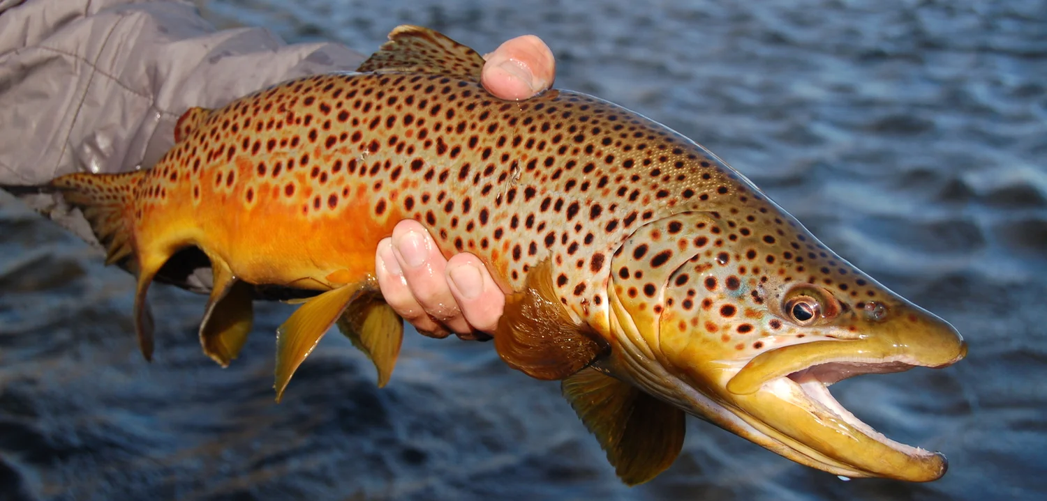 Provo River Guide Service Fish of Utah Photo Gallery Fly Fishing Park City, Utah — Park