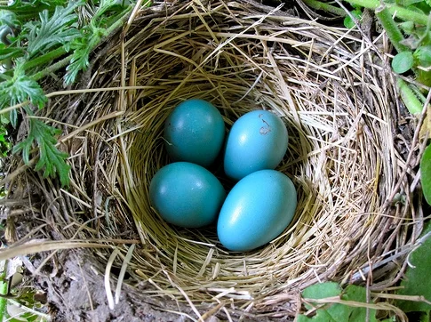 How to Start a Nest Egg