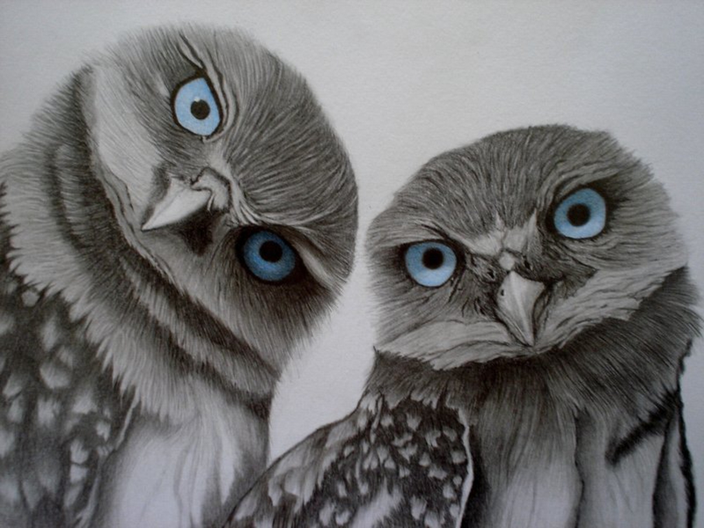 owl,cute,sweet_+Wallpaper__yvt2.jpg