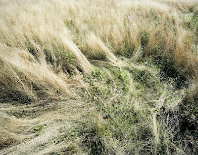 Deer Bed Photography by Katherine Wolkoff, via A Cup of Jo