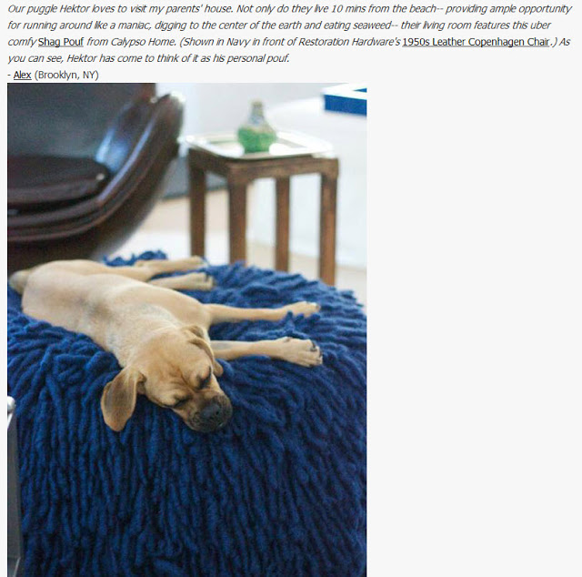 hektor+pets+on+furniture.jpg