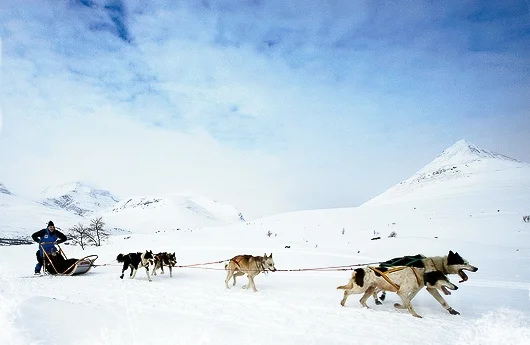 FjallravenPolar_mushing.png