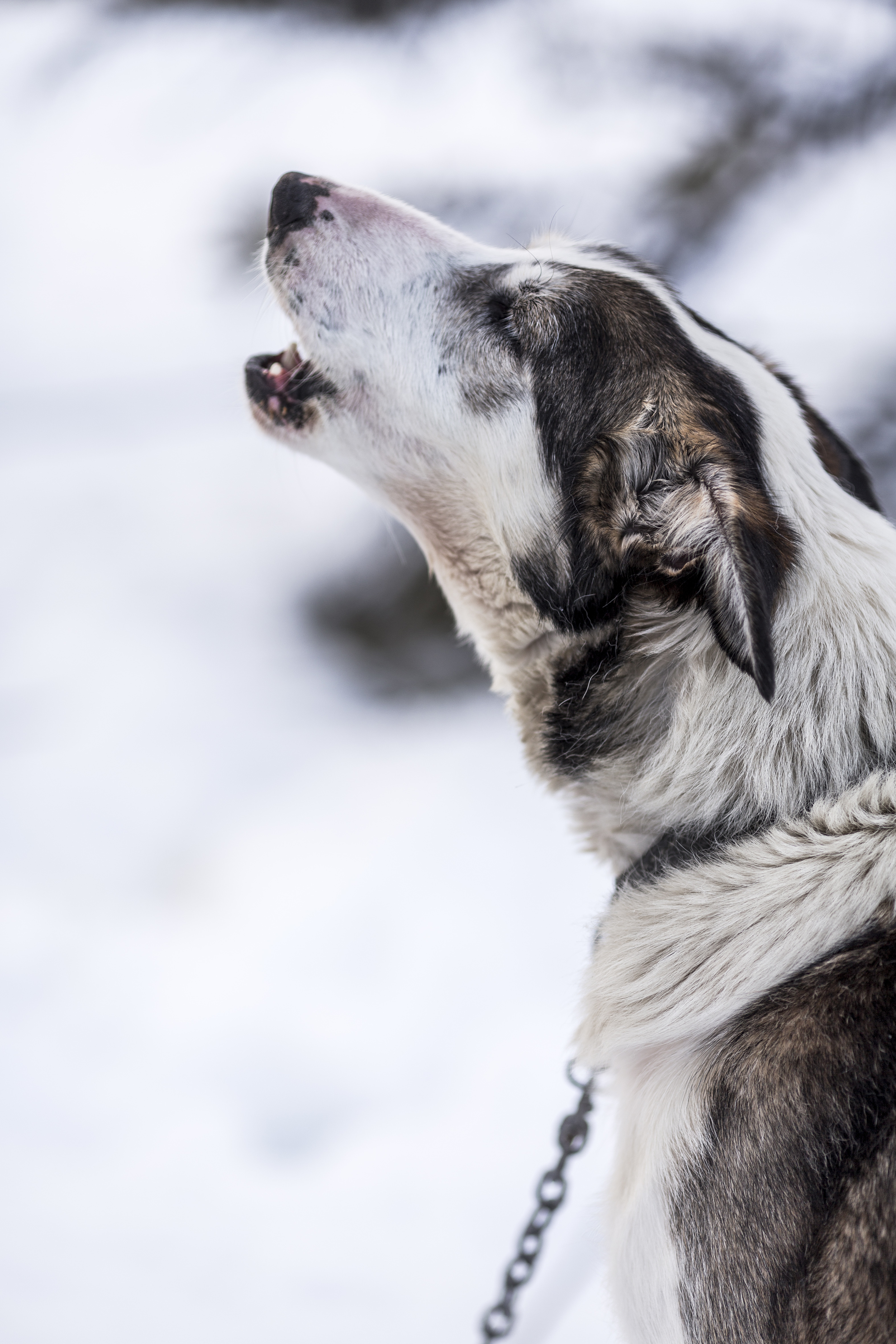 A 3:00 a.m. canine wake-up call. (Photo by Håkan Wike for Fjällräven International. All rights reserved.)