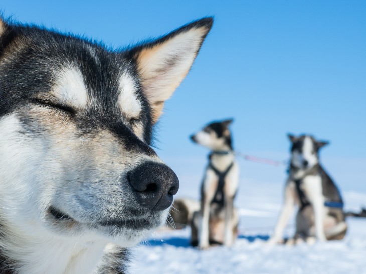 The dogs bask in the rays of sun that reflect, magnified, off the snow. (Photo by Madeleine Hanssen. All rights reserved.)