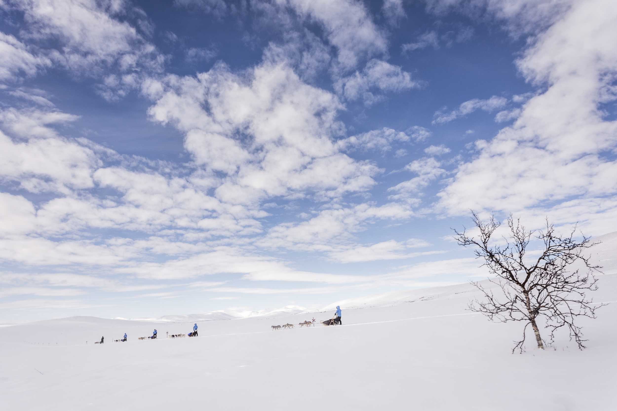 On Day 4, we descend past the tree line. Even leafless, the branches are welcome signs of life. (Photo by Håkan Wike for Fjällräven International. All rights reserved.)