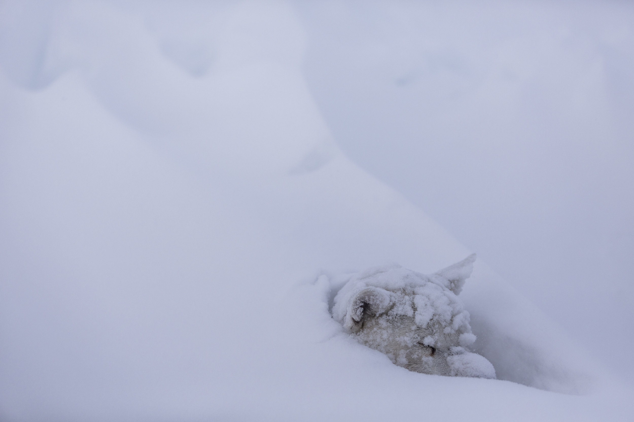 Dogs and humans alike fall into a deep sleep after the challenges of Day 3 of Fjällräven Polar. (Photo by Håkan Wike for Fjällräven International. All rights reserved.)