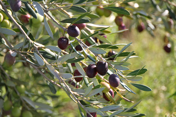 olives_1695.jpg