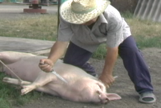 Still image of the the initial blood letting of the slaughter from SALT IN THE AIR. 