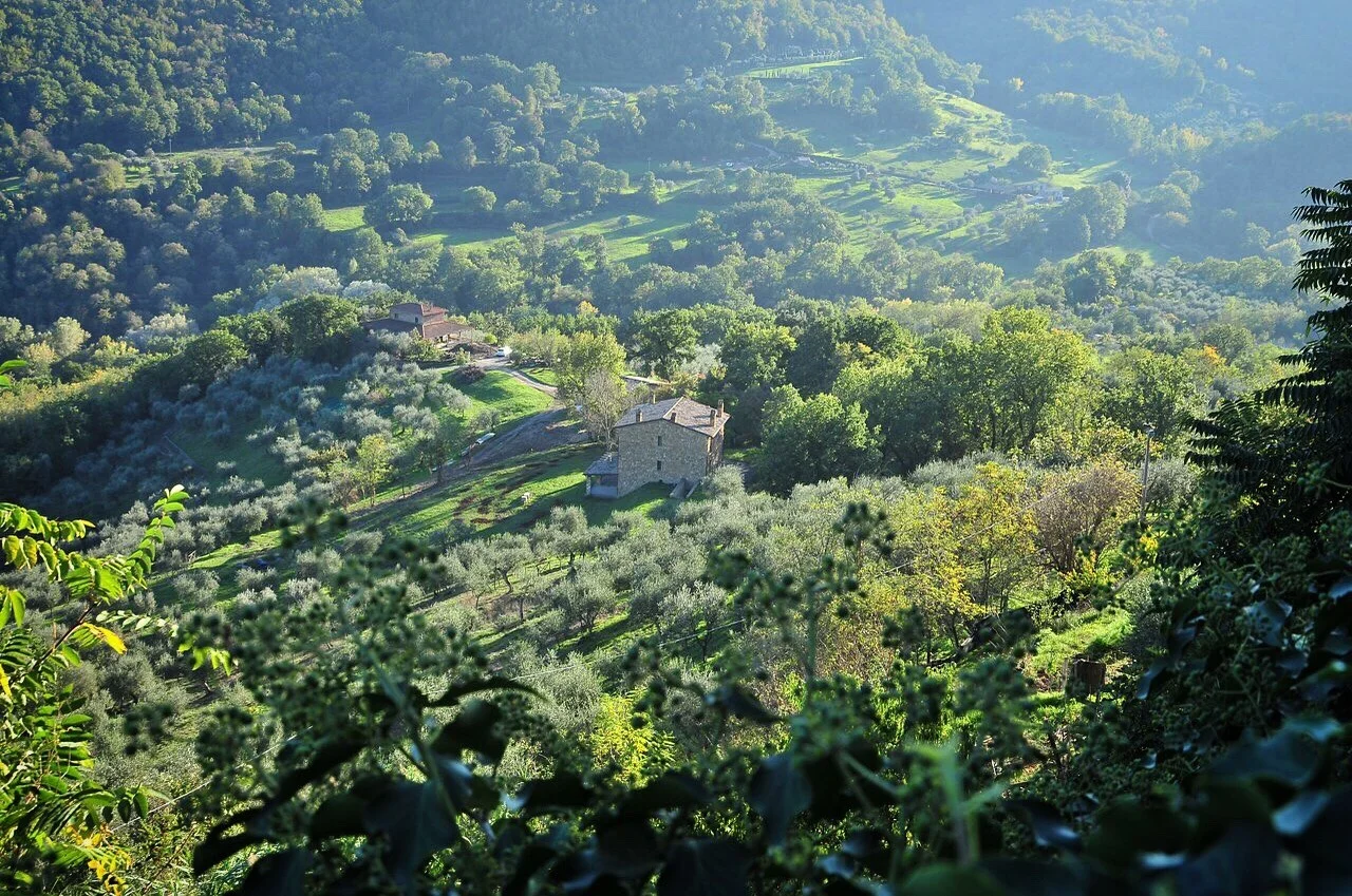 Olive trees in Bagnoregio, Italy, 2016
