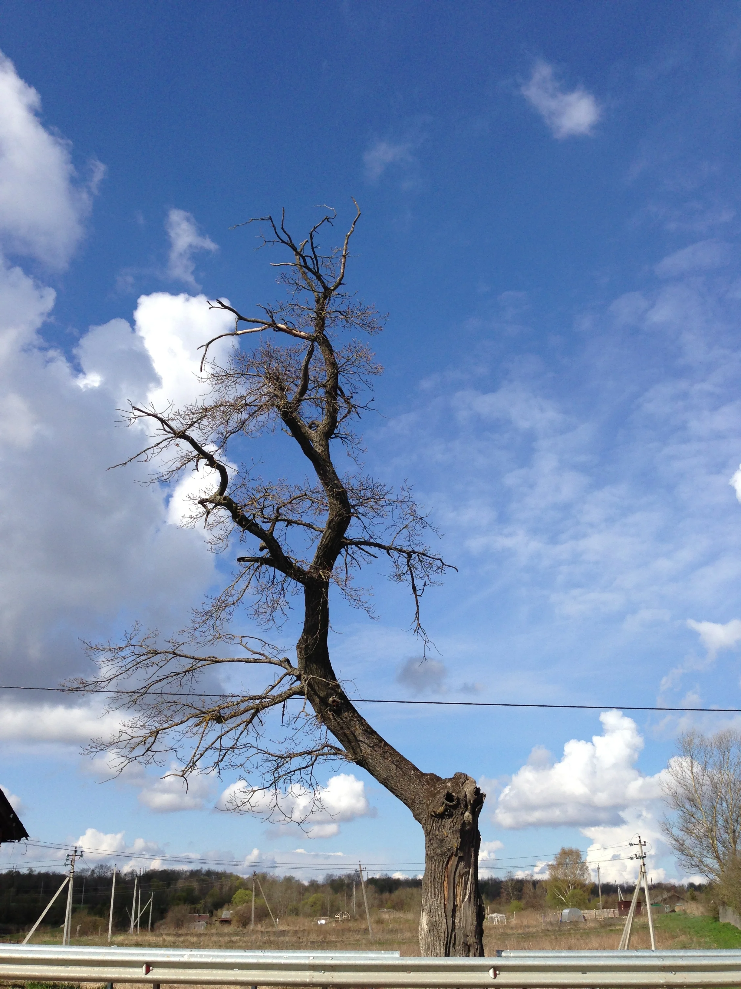 Oak, 2015