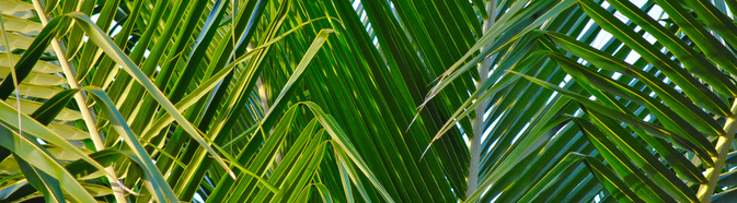 palm_subpage.jpg