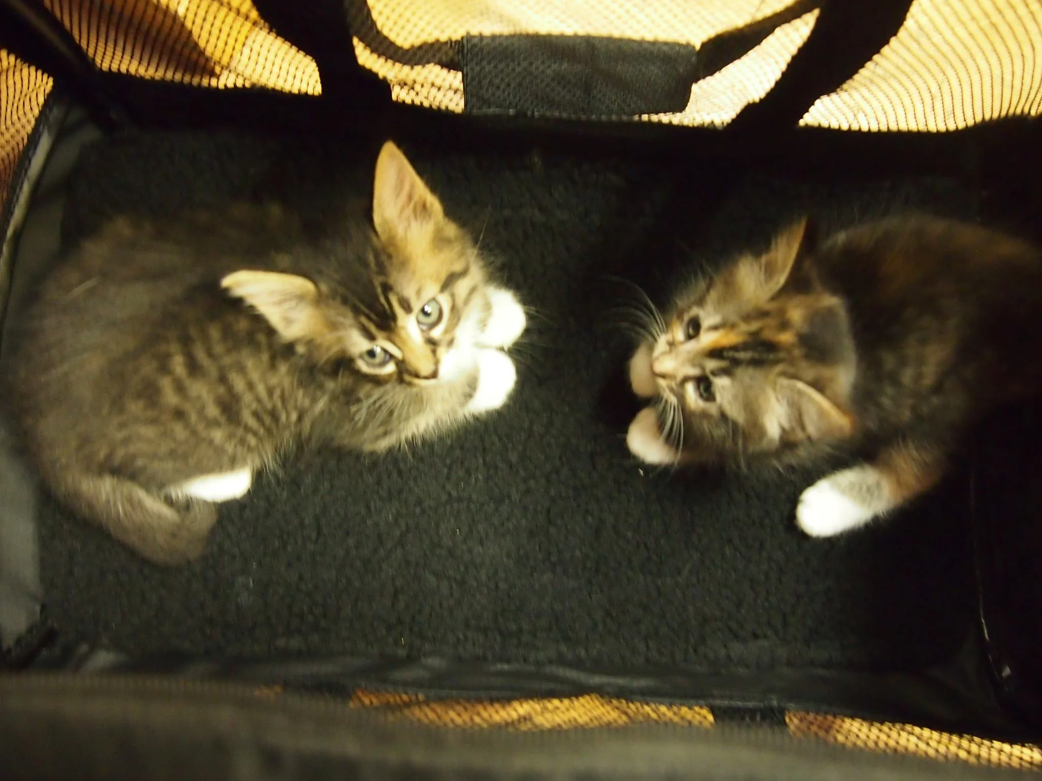 Cosmo and Izzie at 7 weeks old, and just arrived in our home.