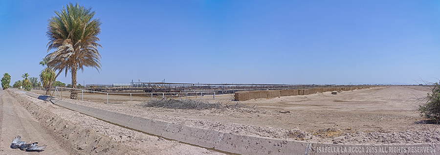 Feedlot 116 Degrees Farenheit from the series CENSORED LANDSCAPES