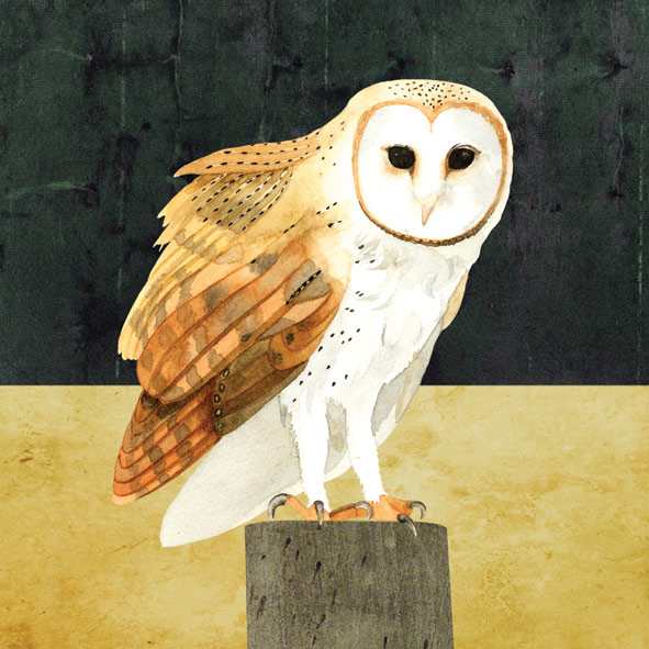 Barn Owl © Francesca Chalk