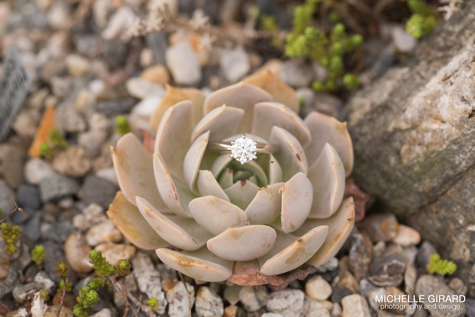 SmithCollegeEngagementSession_MichelleGirardPhotography_29.jpg