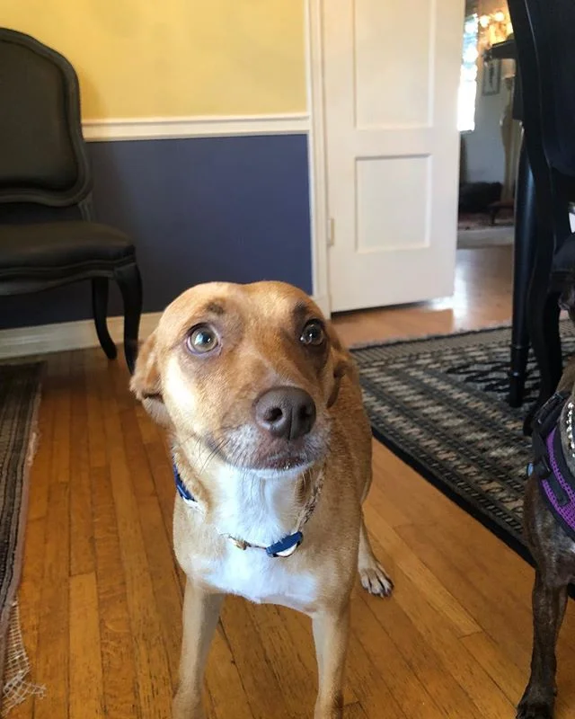 While I was voting this morning, this little angel greeted me and another kind woman and nobody claimed her for an hour. The kind woman picked her up out of the middle of the street and agreed to take her home and give her a bath. She got her a new c