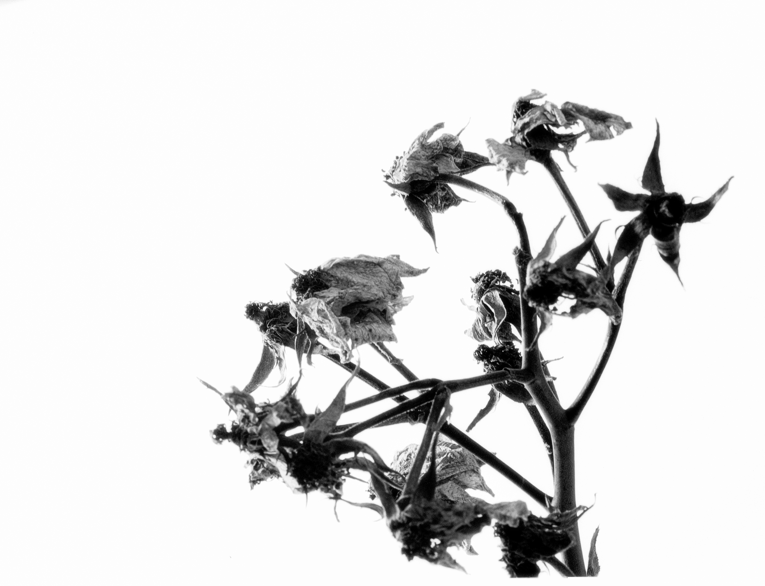 4x5_for_365_project_009_Thorny_Dead_Branches_001.jpg