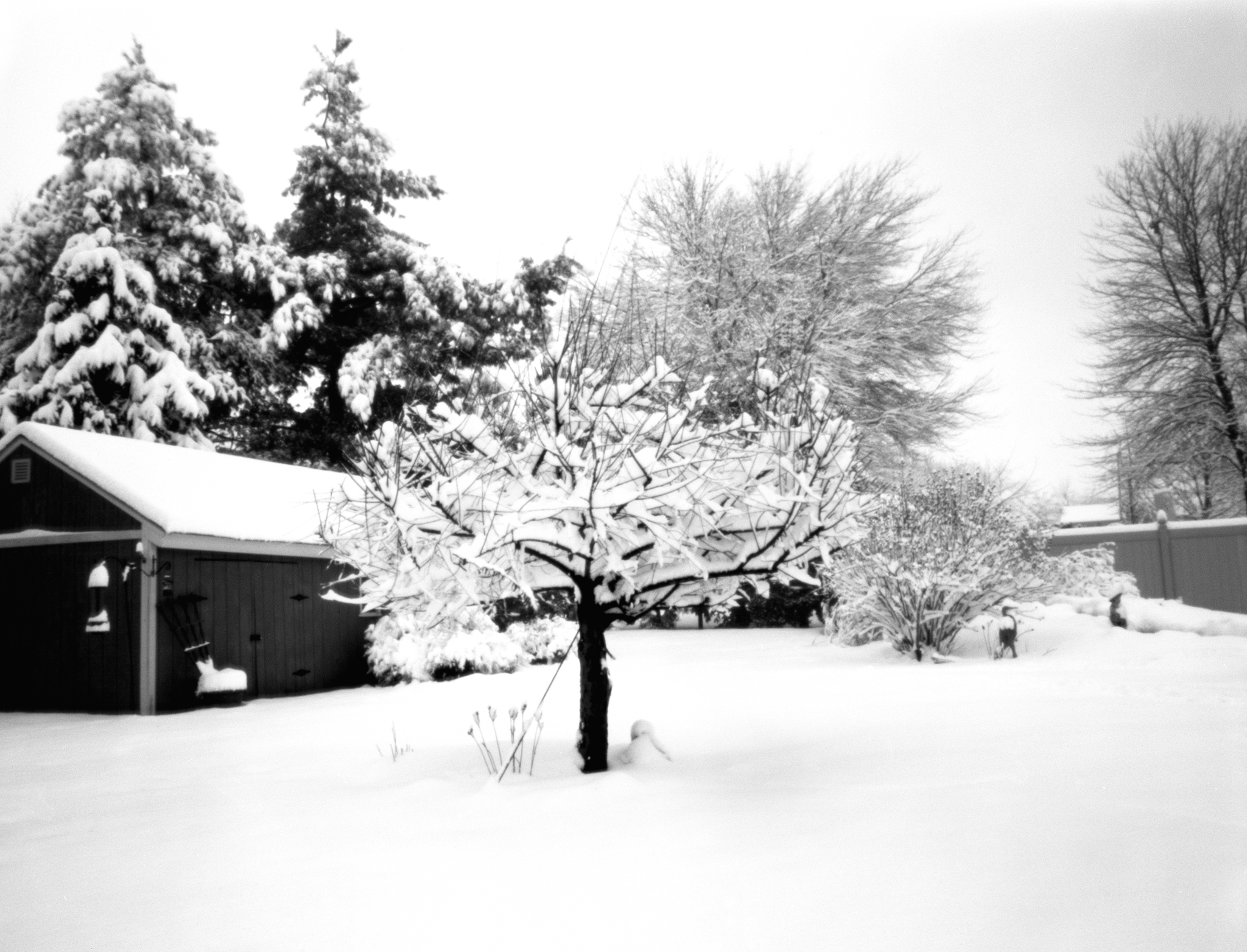 4x5_for_365_project_034_Backyard_Snow_pinhole.jpg