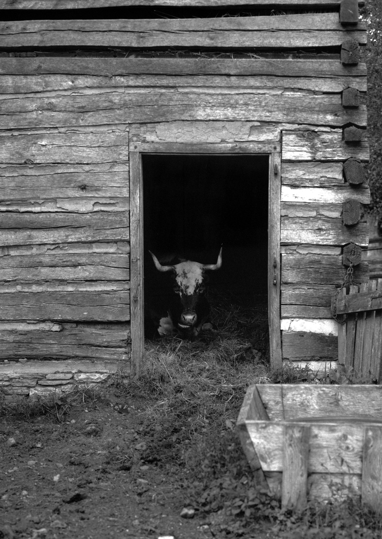 4x5_for_365_project_0286_LandisValley_Steer_in_Barn.png