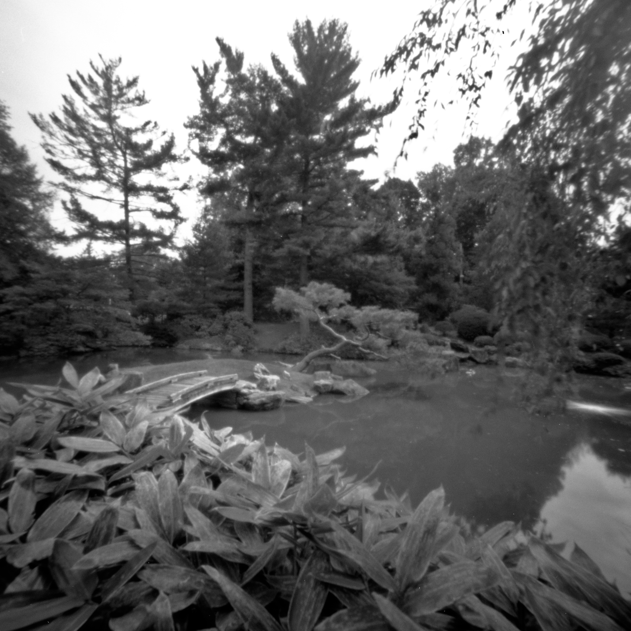 Shofuso_2017-10-06_Zero_2000_Acros_100_at_100_HC-110_Semi-Stand_1_100_1hr_plants_bridge_pond_001_Final.jpg