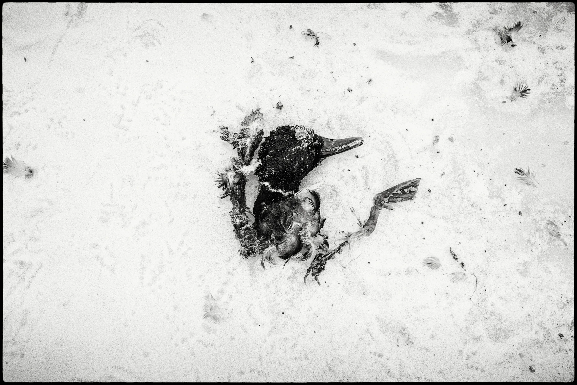 Walking Against The River There are dogs howling just before the setting sun I see a wilderness from over here as I watch the frozen lilies chafe the edges of the riverbank A subtle yet deafening sound and I feel insignificant as I straddle frozen ground and frozen water Ice makes its way south and there is no one to wave to on the other side I find a mangled duck lying stiff on a solid creek bed Just this dark iridescent green head and it’s bright orange legs that lay arranged there As if Frederick Sommer came by to compose it for a photograph You know in that moment, perhaps, it wasn’t just a dog Communities dot this stretch of the river, shanty towns Made up of discarded materials and hollowed trailers, their inhabitants absent in winter months Snow won’t accumulate much here but the dampness in the air assaults with tiny daggers I dream of these seasonal people as I invite myself in to take a look around 