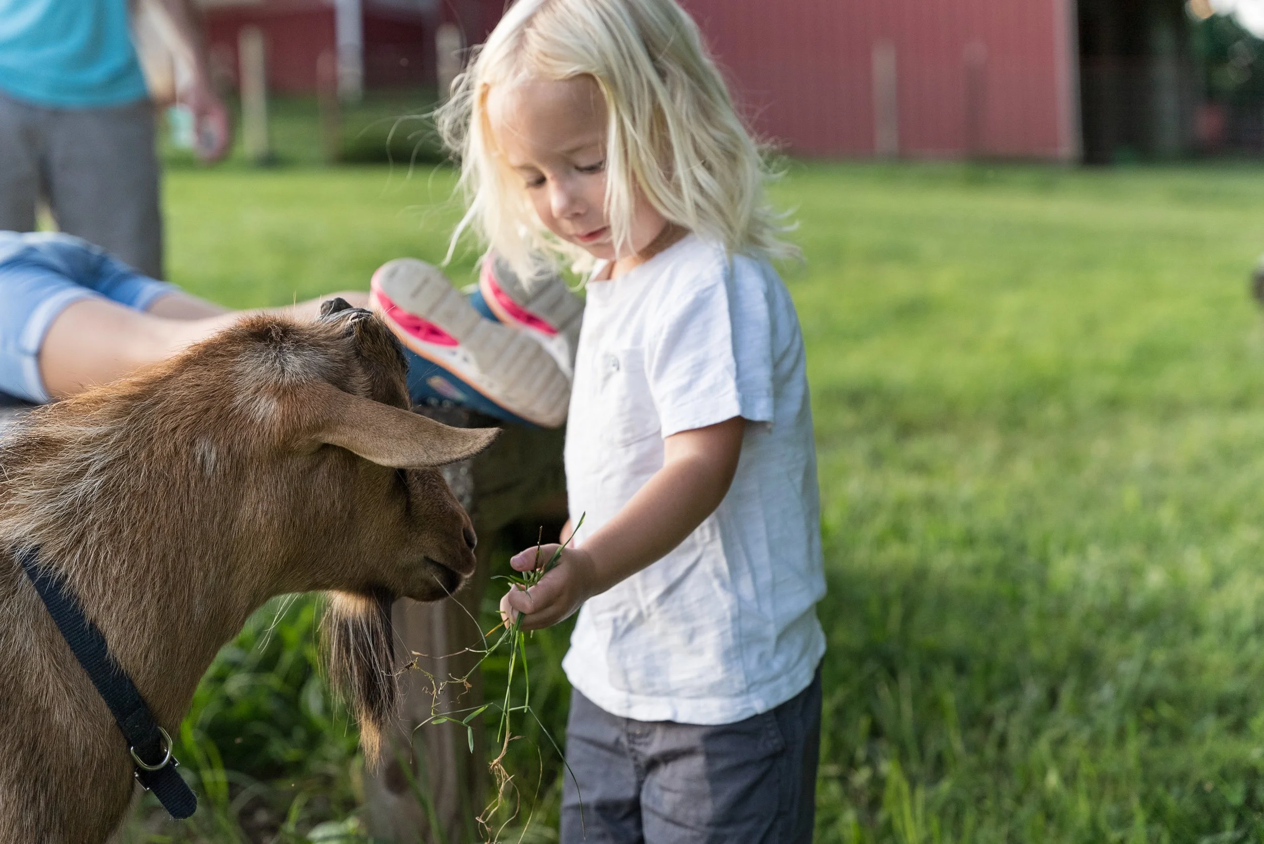 2022-08-03 - Kids n Goats Stock - Full Res-1029.jpg
