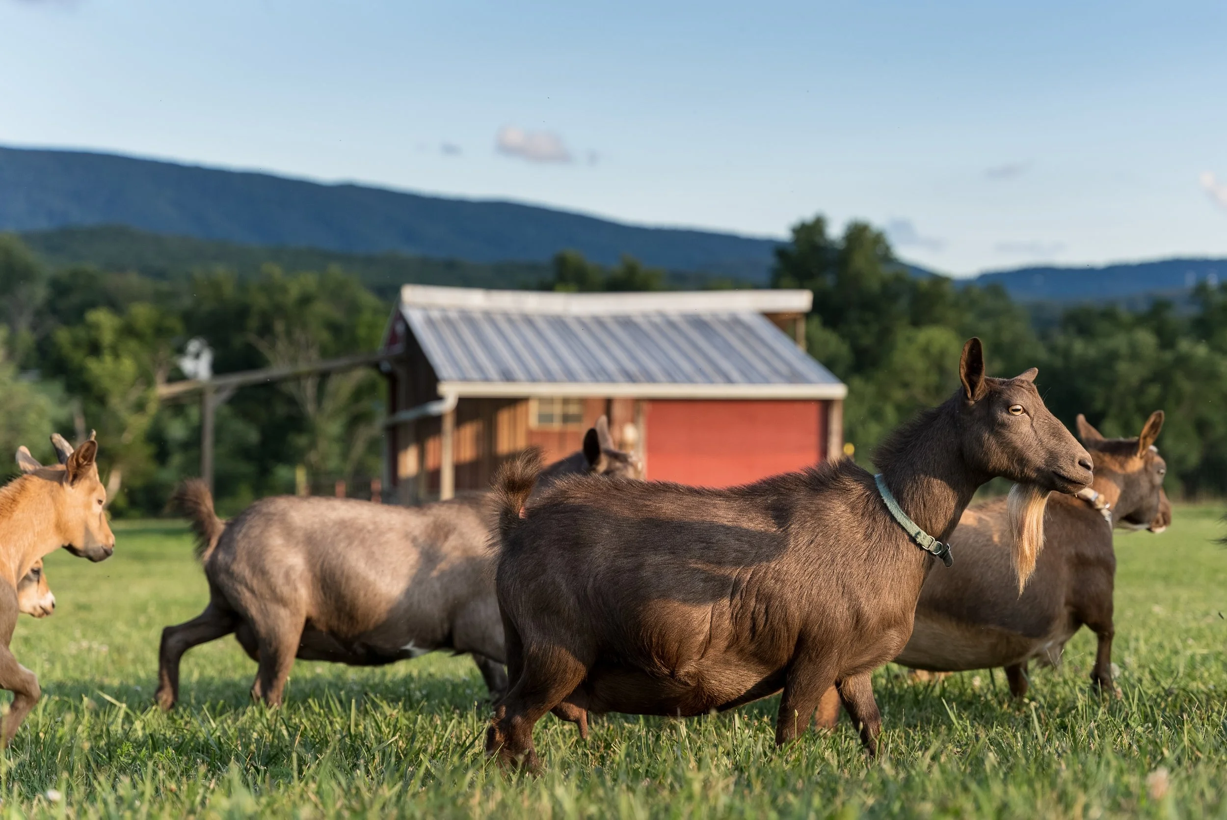 2022-08-03 - Kids n Goats Stock - Full Res-1034.jpg