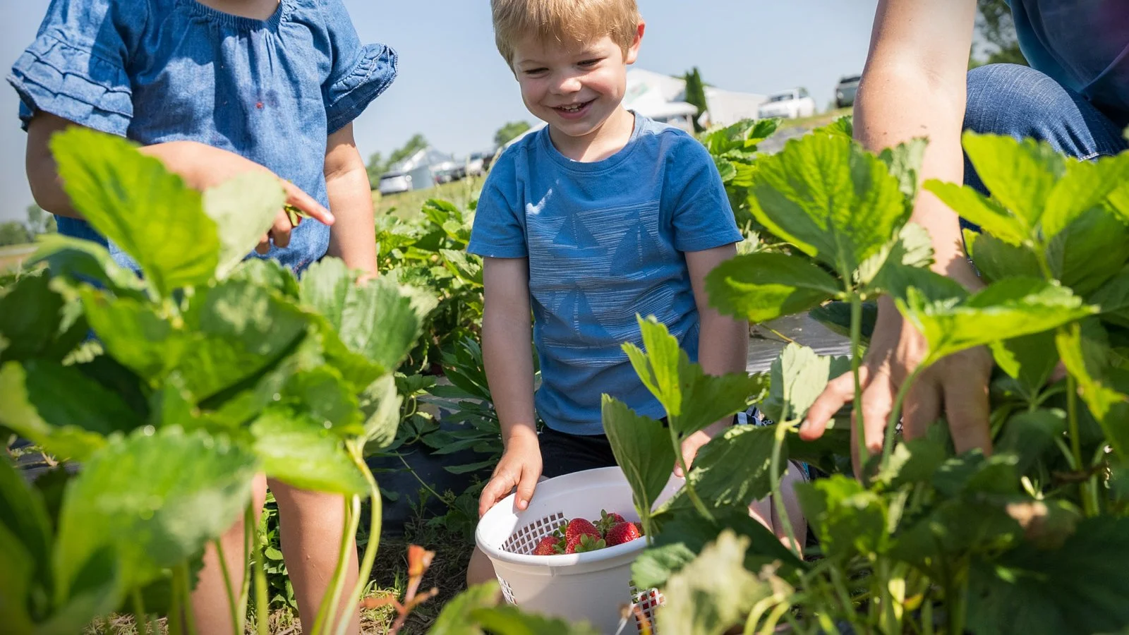 2022-06-03 - Strawberry Picking Tourism Stock - For Web-1015.jpg