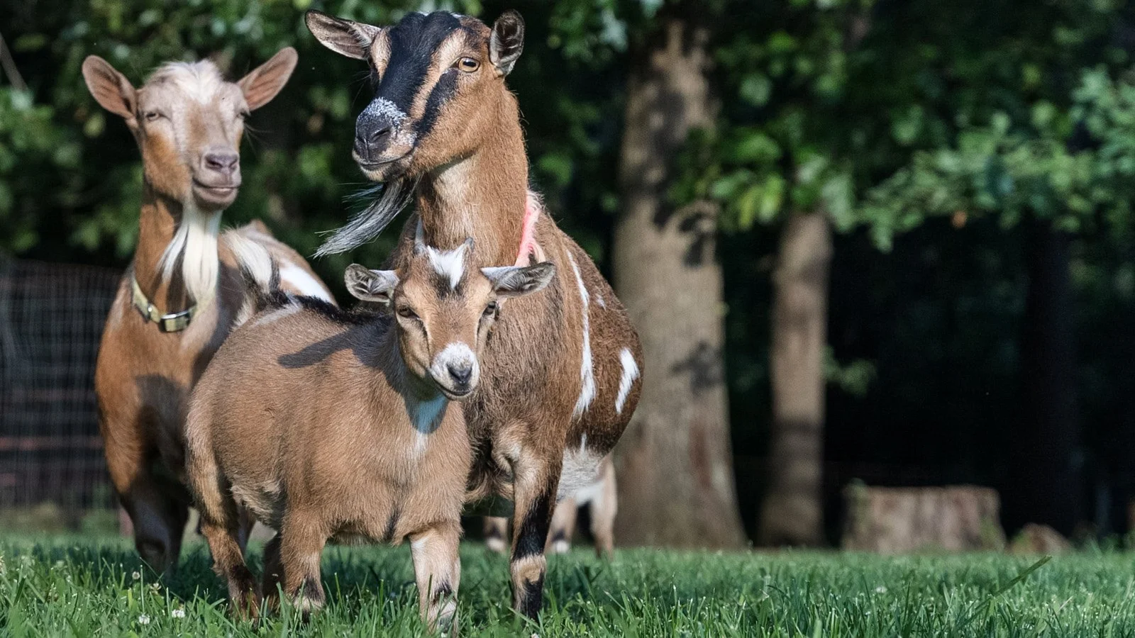 2022-08-03 - Kids n Goats Stock - For Web-1018.jpg