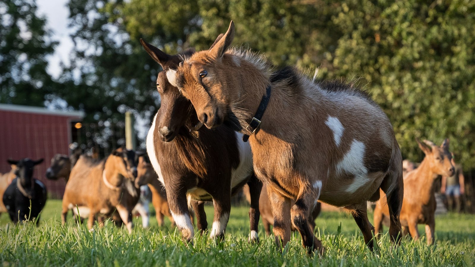 2022-08-03 - Kids n Goats Stock - For Web-1032.jpg
