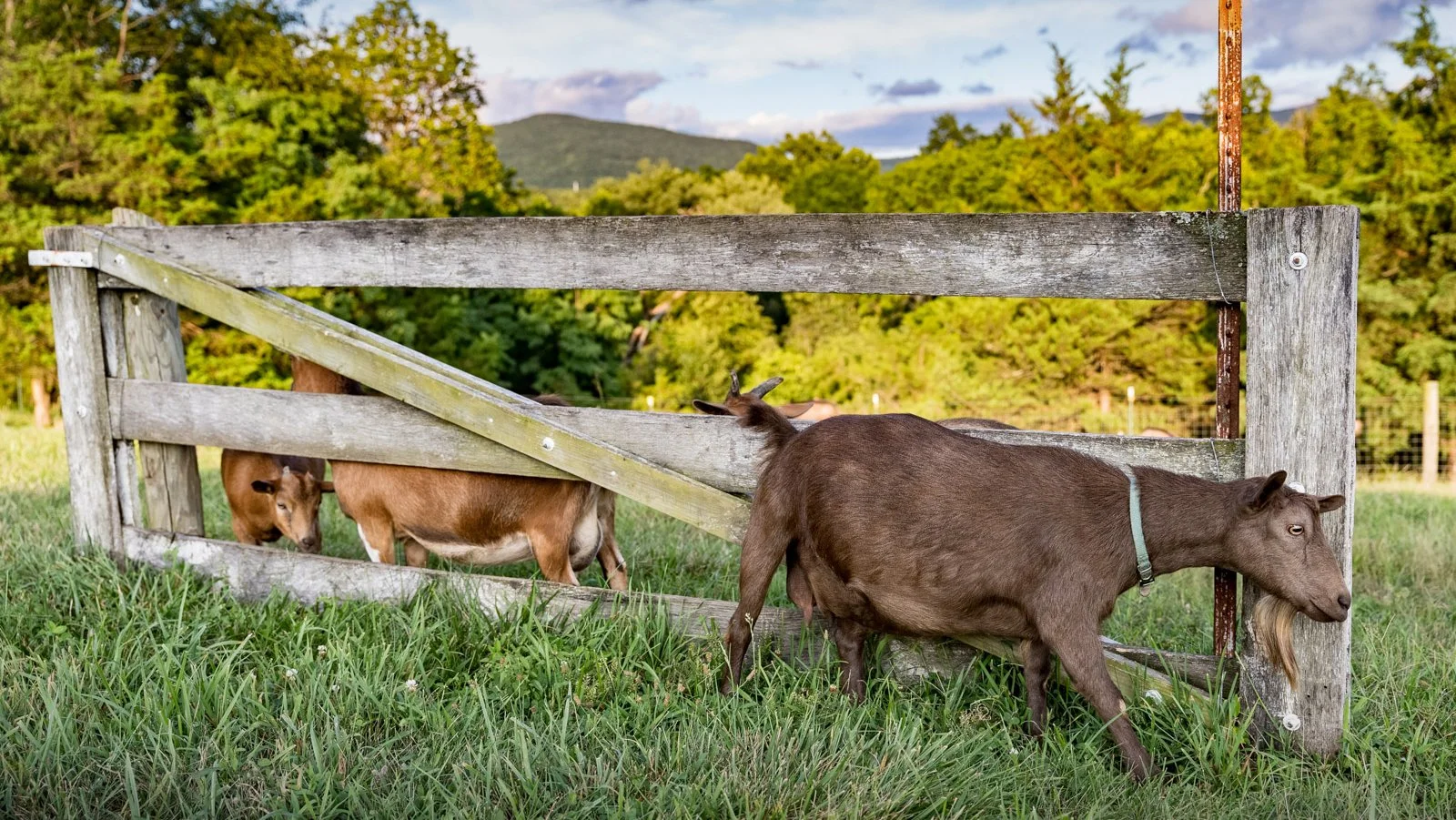 2022-08-03 - Kids n Goats Stock - For Web-1043.jpg