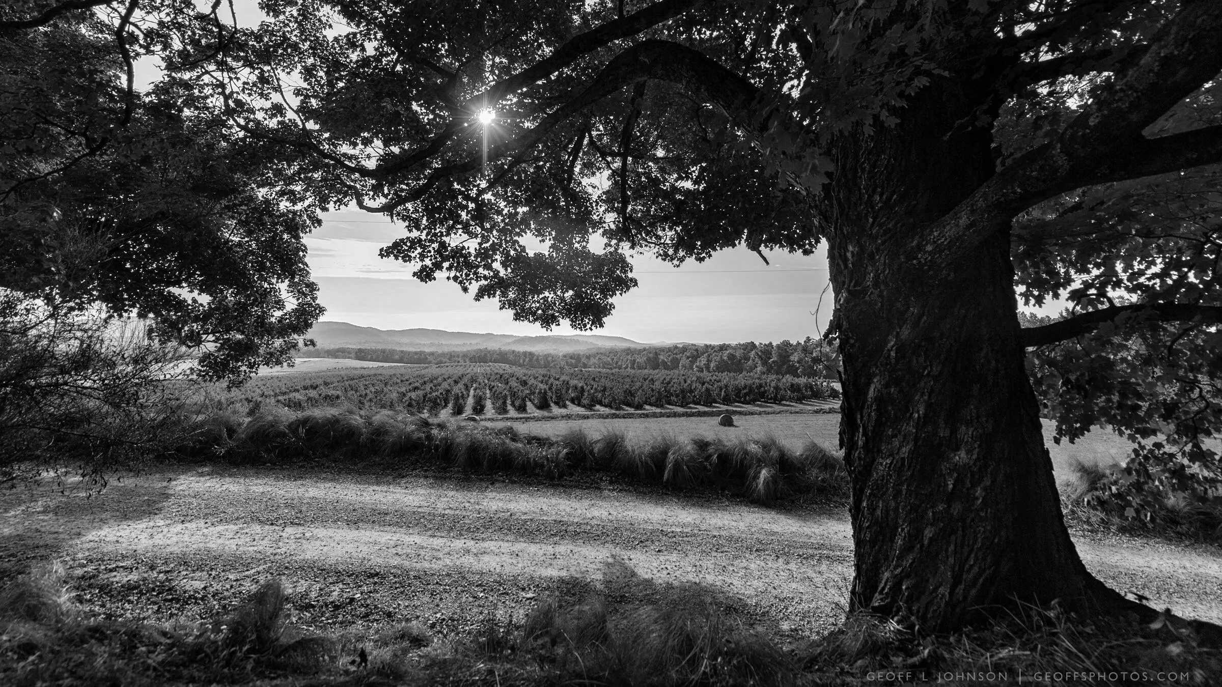 Pharsalia | Nelson County, VA