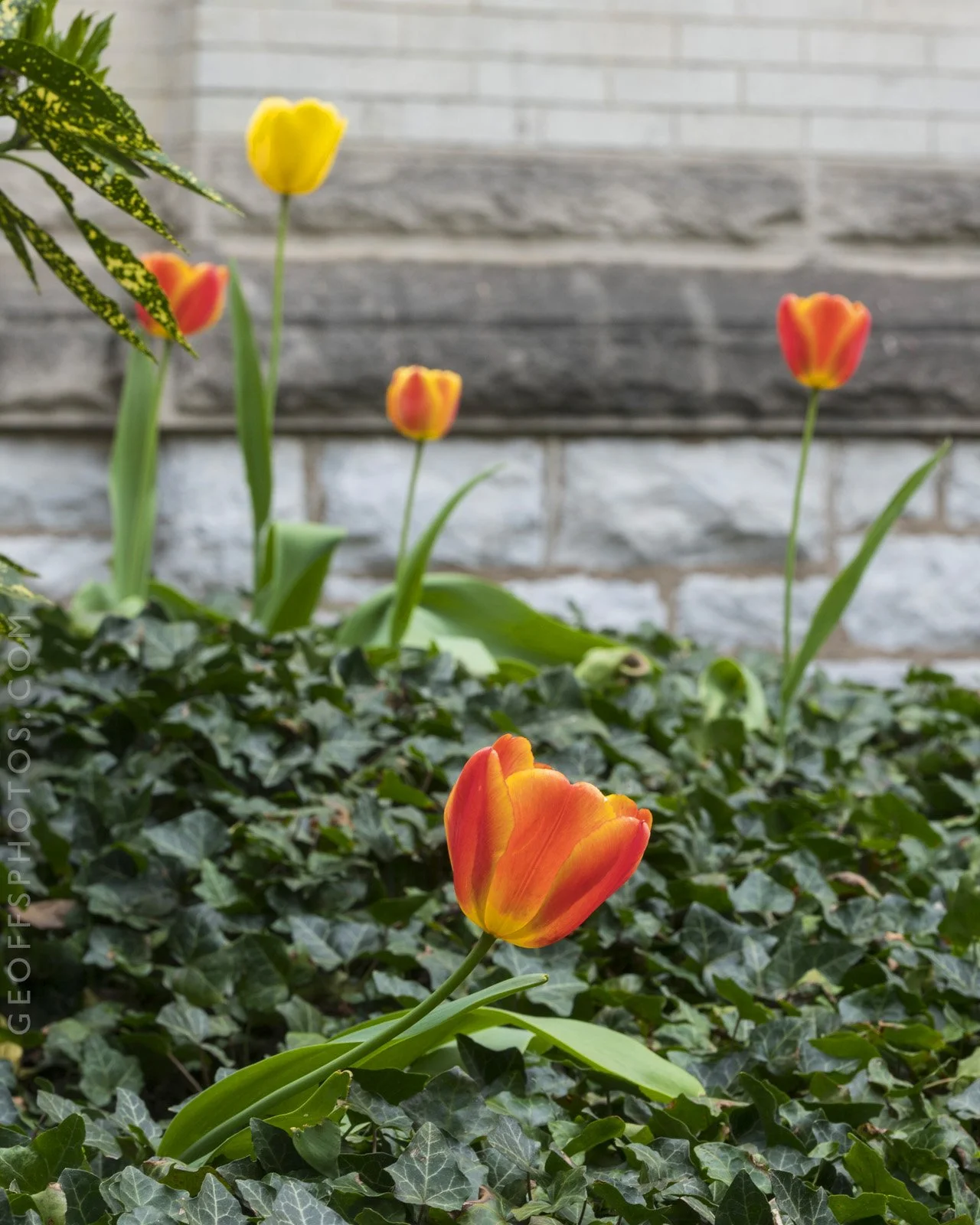 17_GardenTour_CWMillerHouse_GeoffLJohnson.jpg