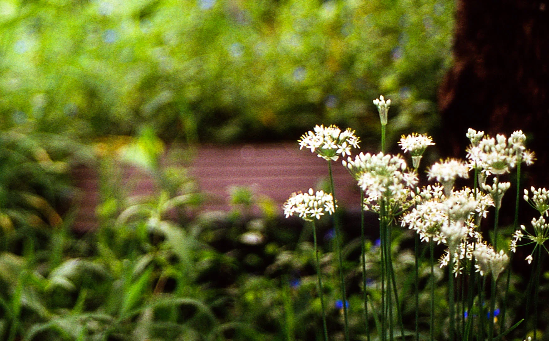 20161119-201608velvia100三朝1031.jpg