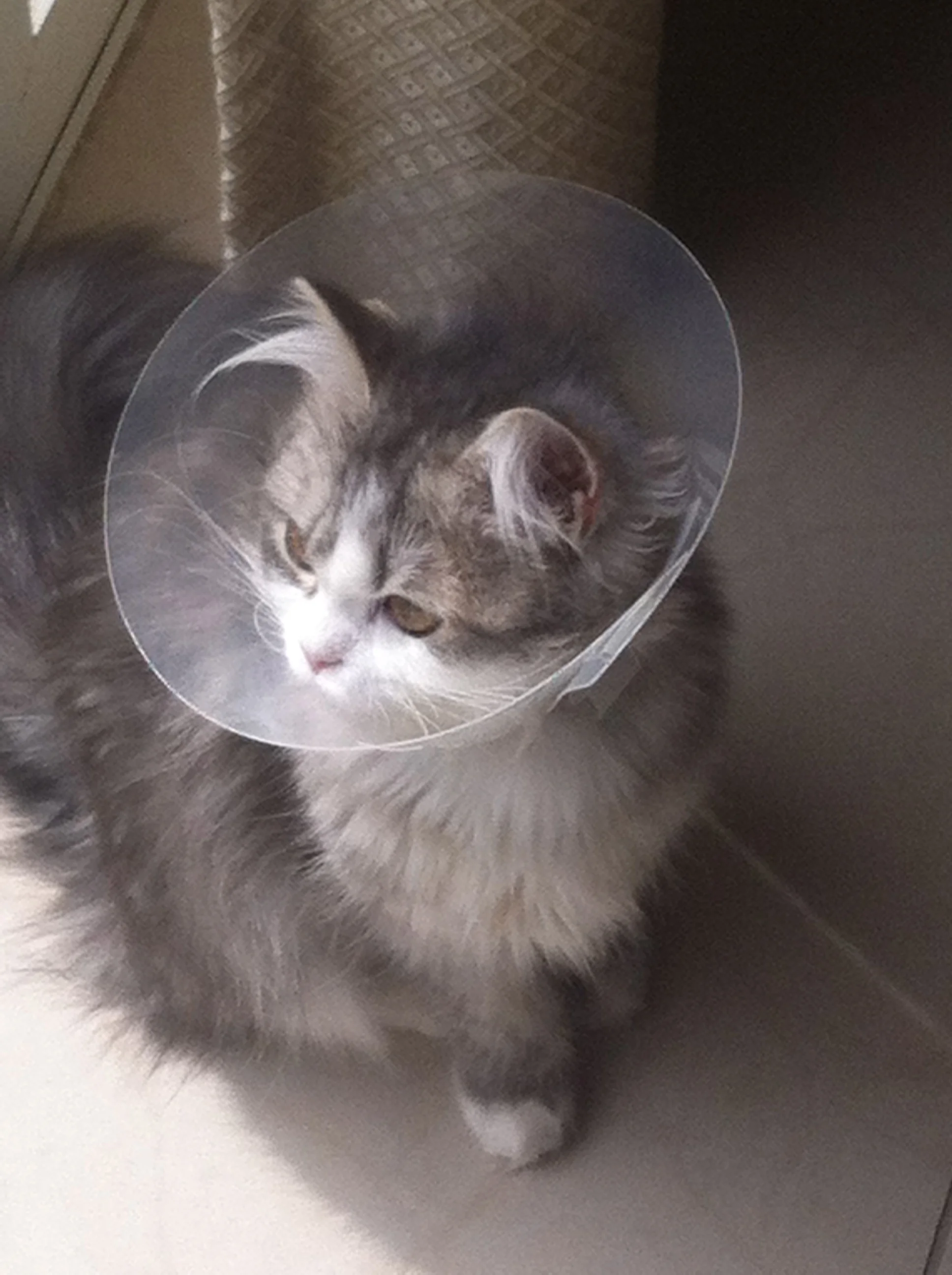 The latest in 'kitty cool'.