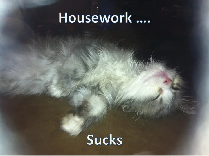 Even our cat misses Tita L. 
