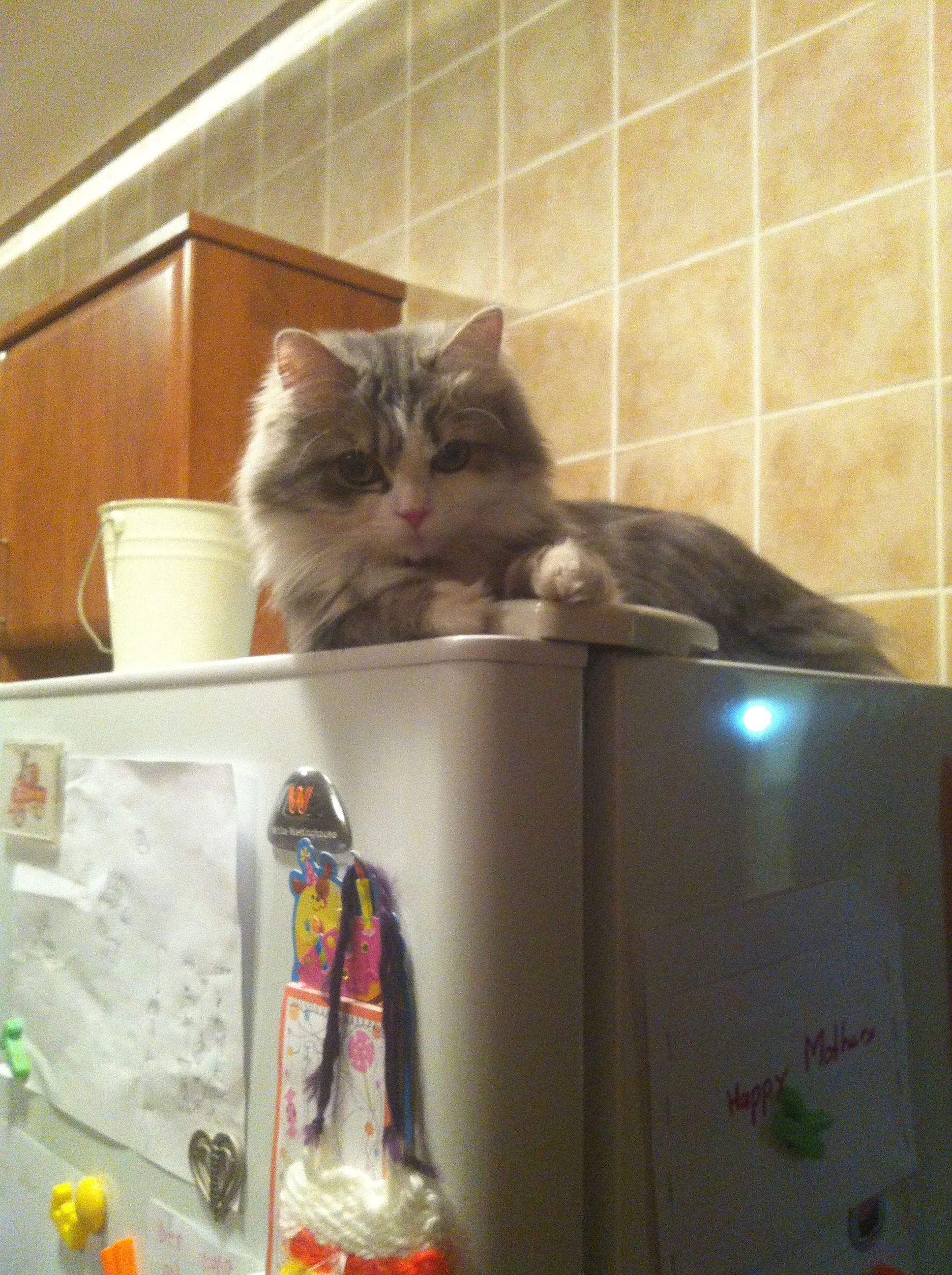 Sometimes you just have to step away from the fridge ...