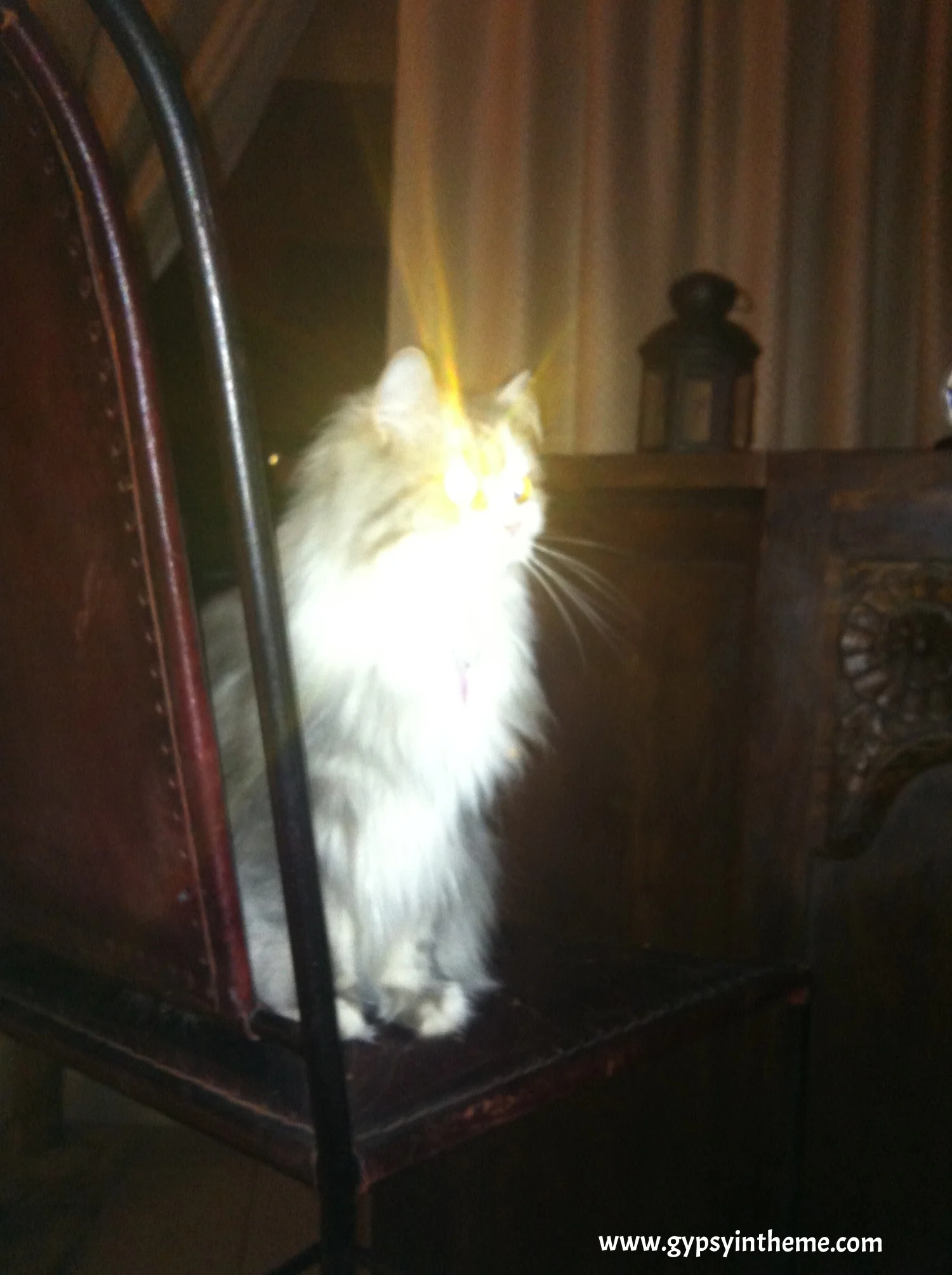 If Bar Cat's halo doesn't inspire, what in the world will?