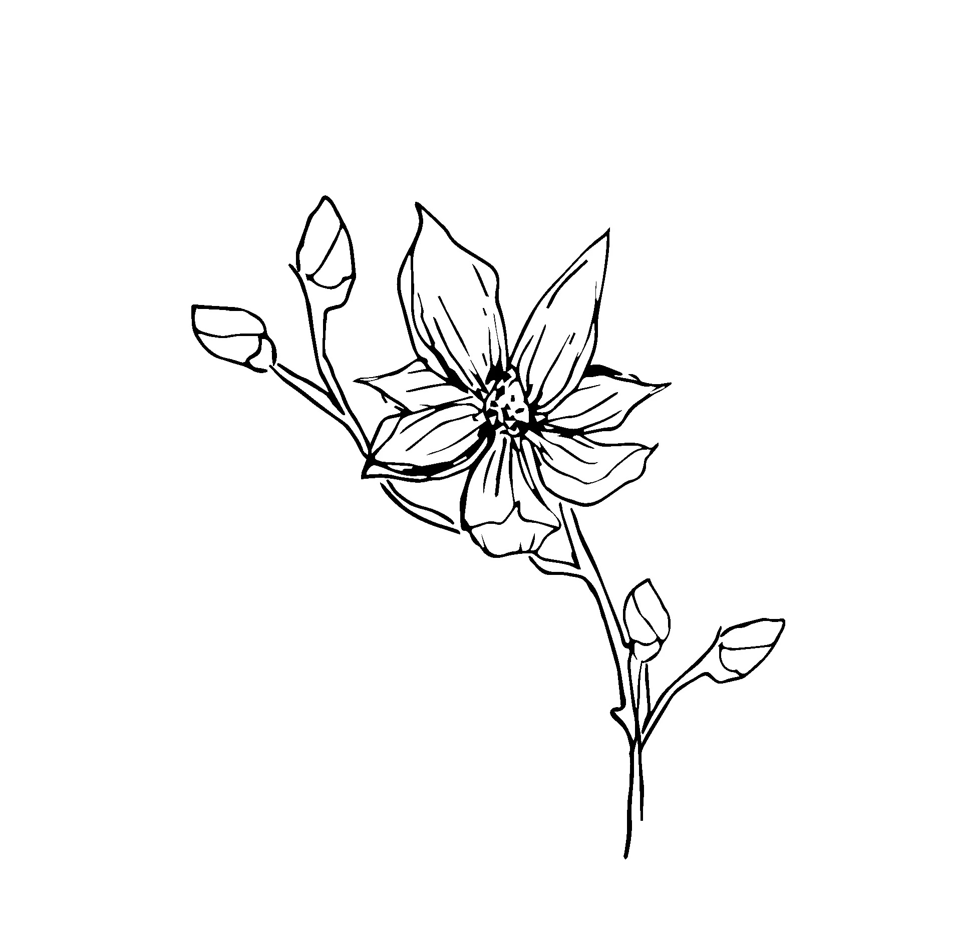 KDmagnolia2bw.jpg