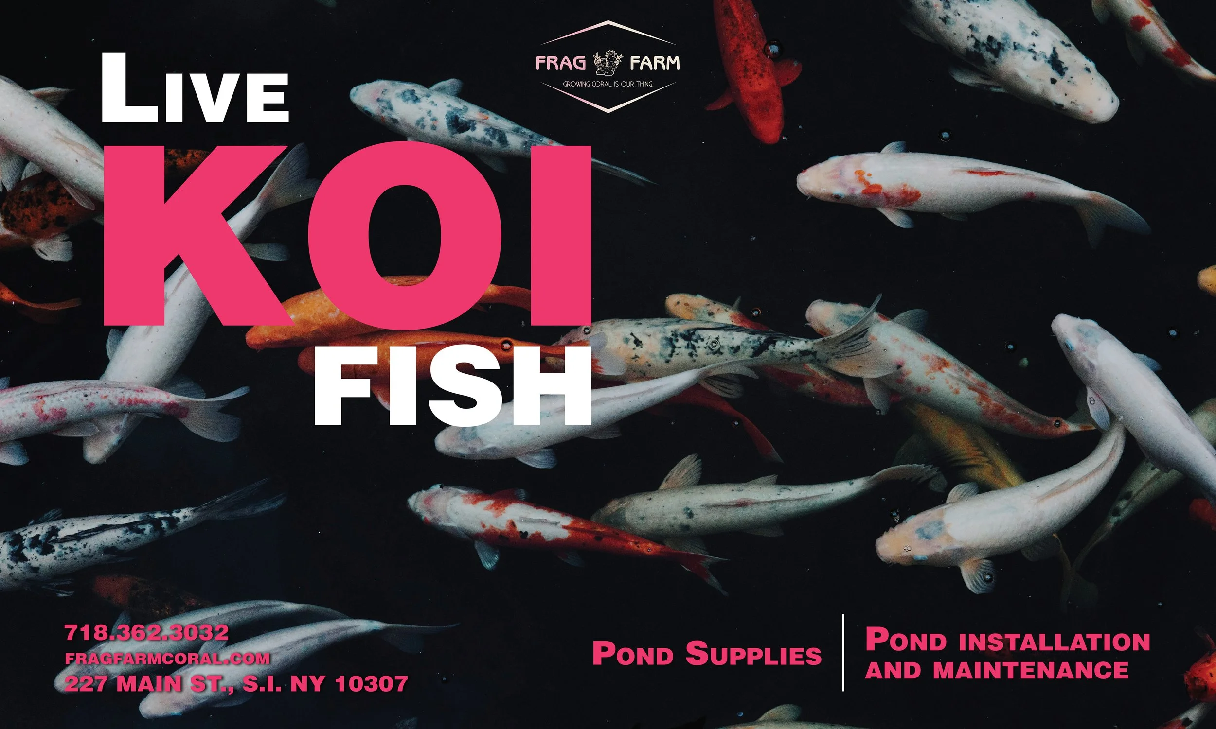 koi_fish.jpg