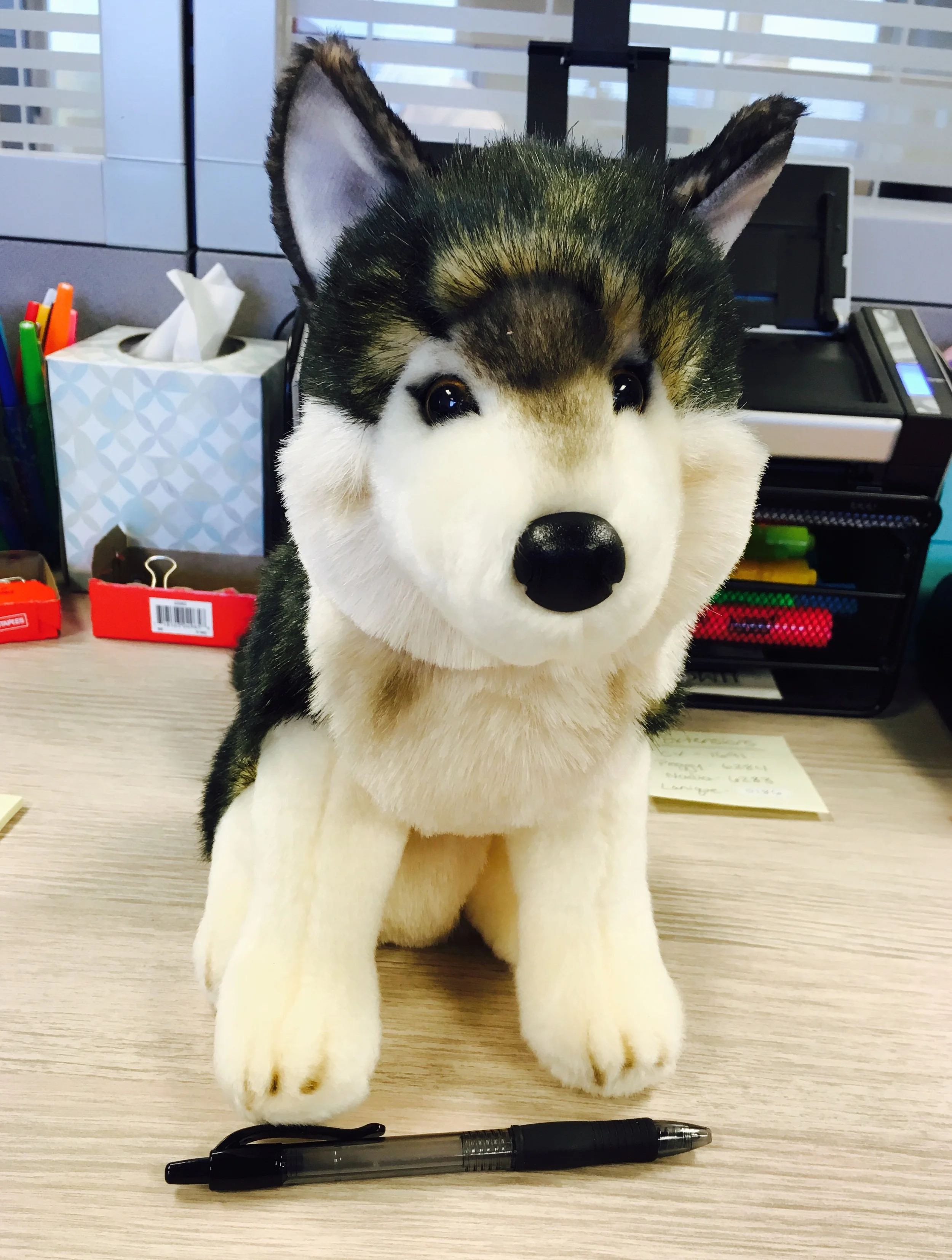 The Mascot