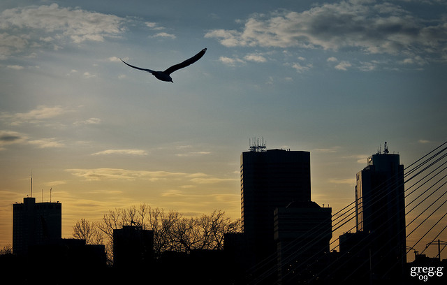 bird over the city at sunset