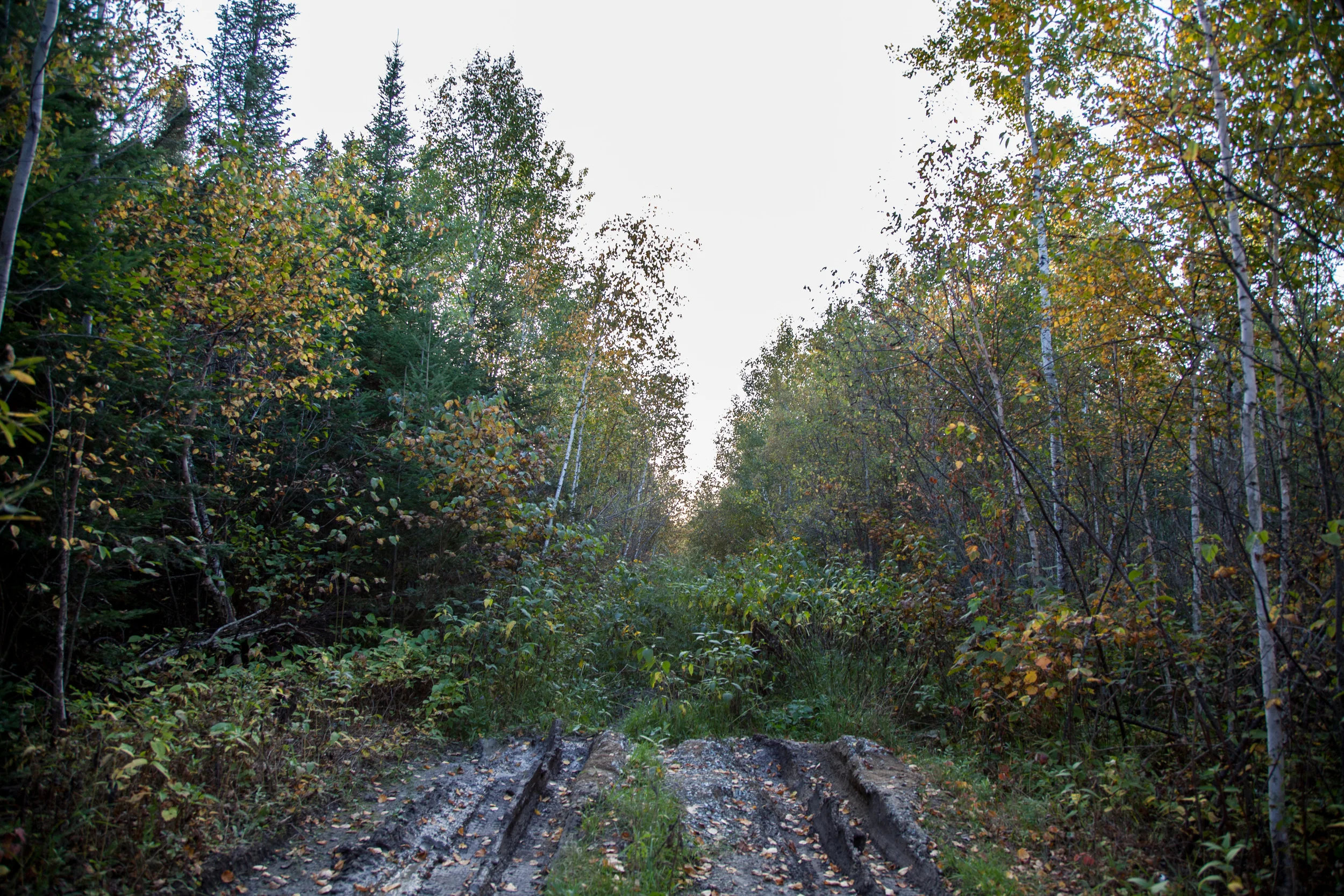 Shoal Lake #40 First Nation has no sewage infrastructure or road access to dispose of it properly. The clearing beyond this trail acts as an open air sewer where residents empty their septic tanks.