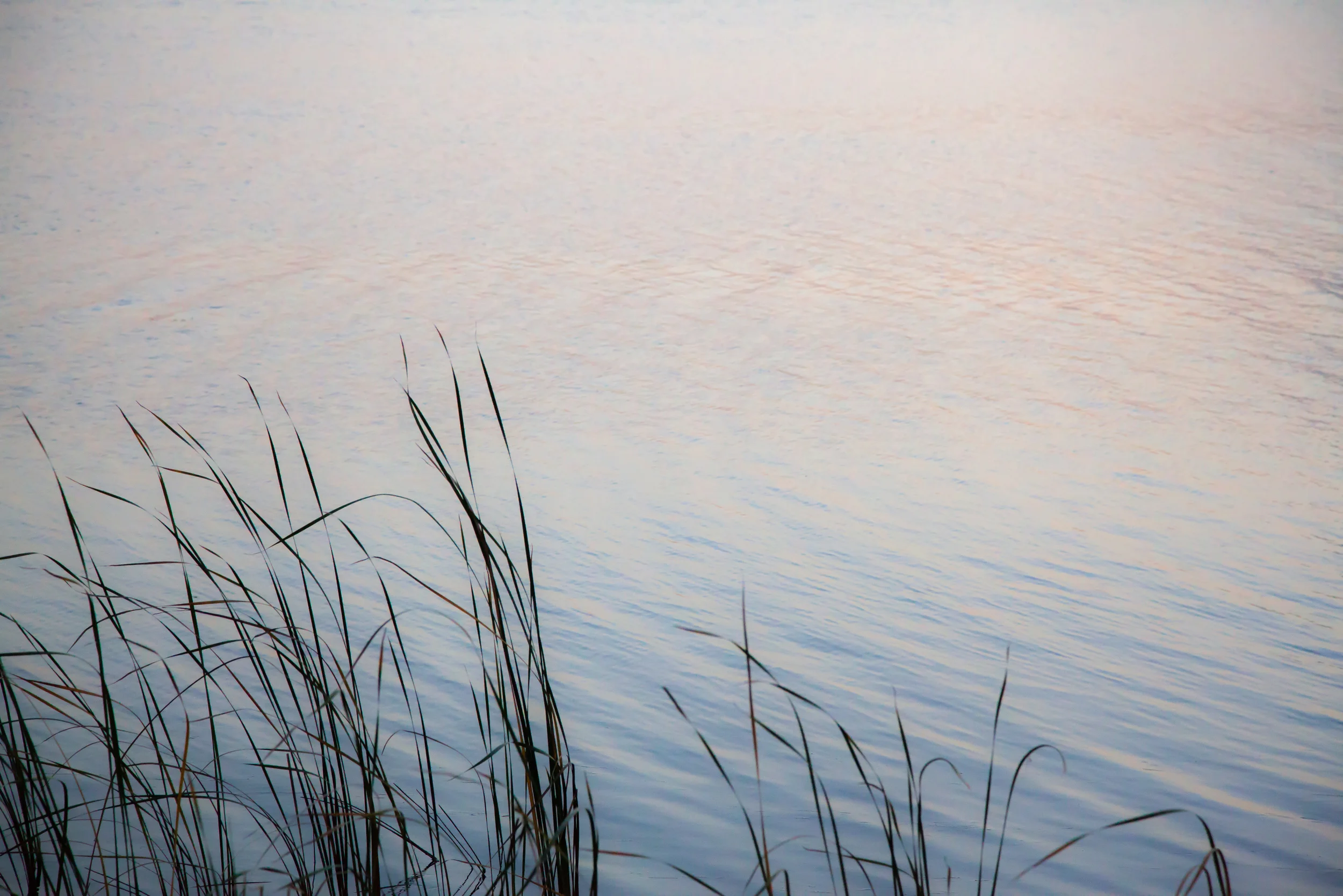 Shoal Lake water and reeds