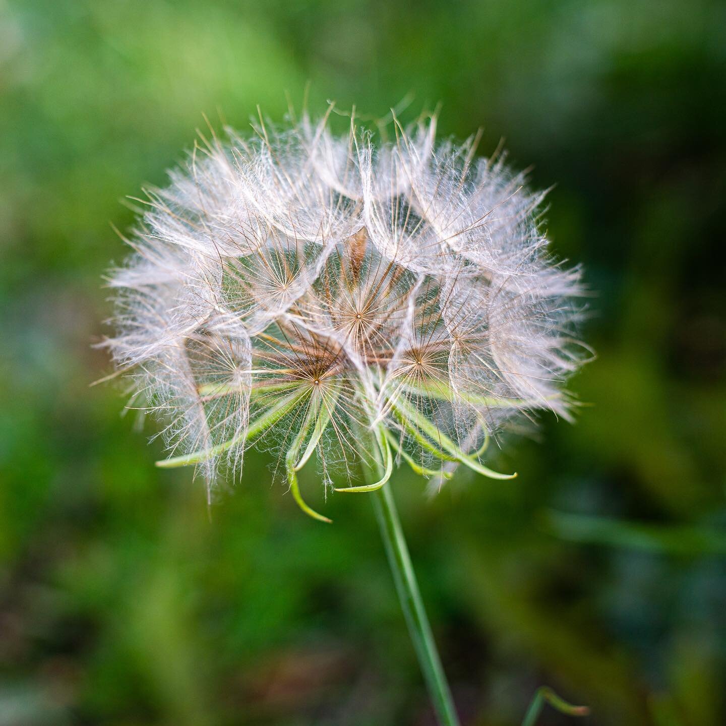 &ldquo;Dandelions don&rsquo;t know whether their a weed of a brilliance.&rdquo; adrienne maree brown