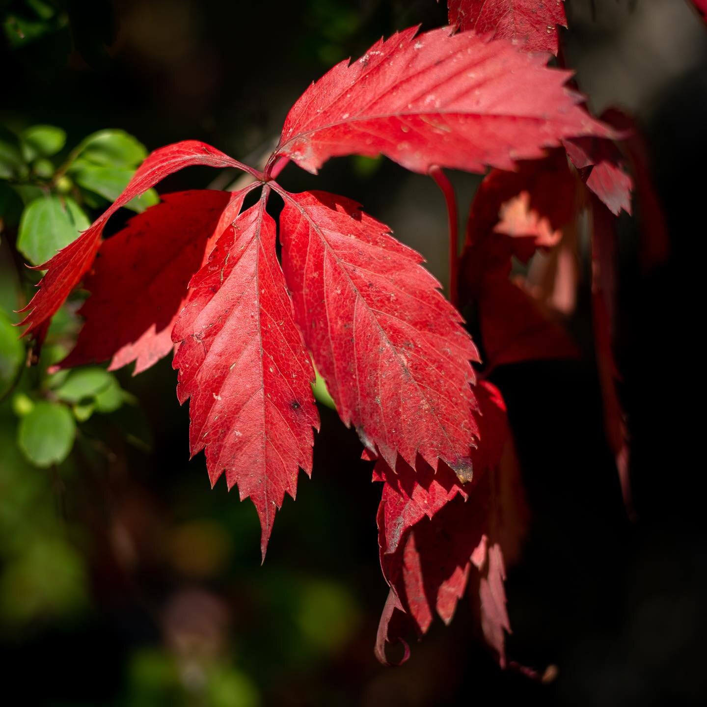 Fall foliage in the Village