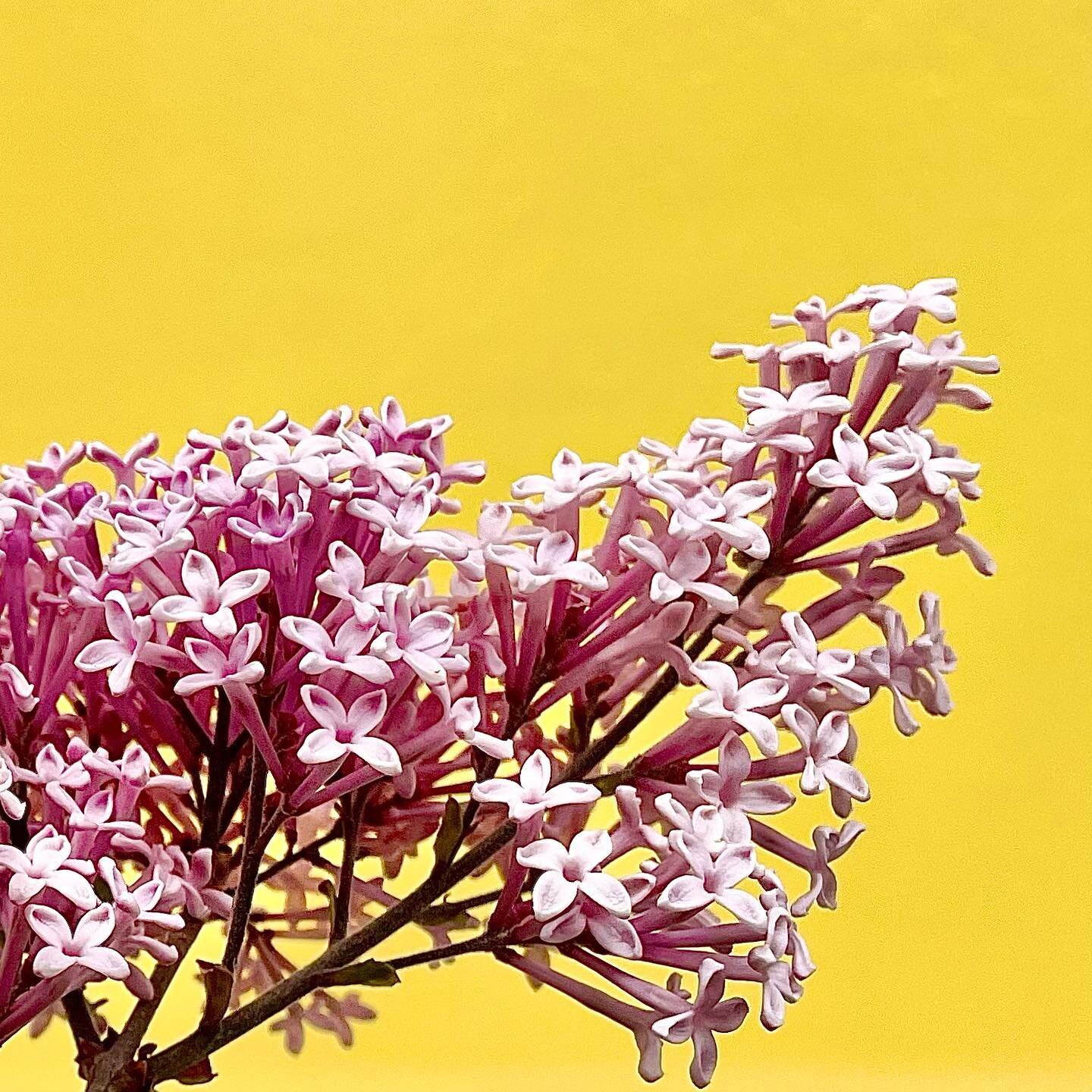 Spring is for admiring pretty flowers

ID: pink lilacs contrasted against a bright yellow background.