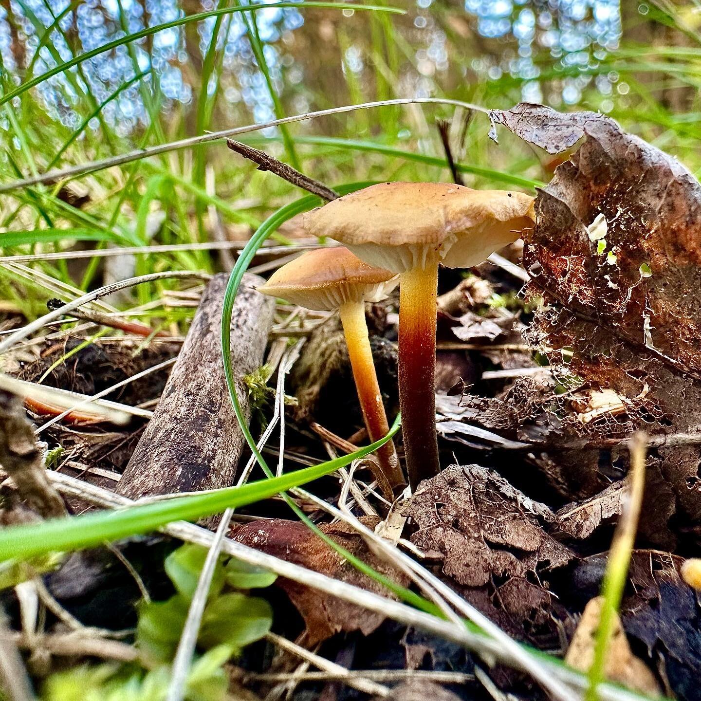 Mushrooms at Bird&rsquo;s Hill

Description: two orange/red mushrooms growing amongst blades of grass and fallen leaves.