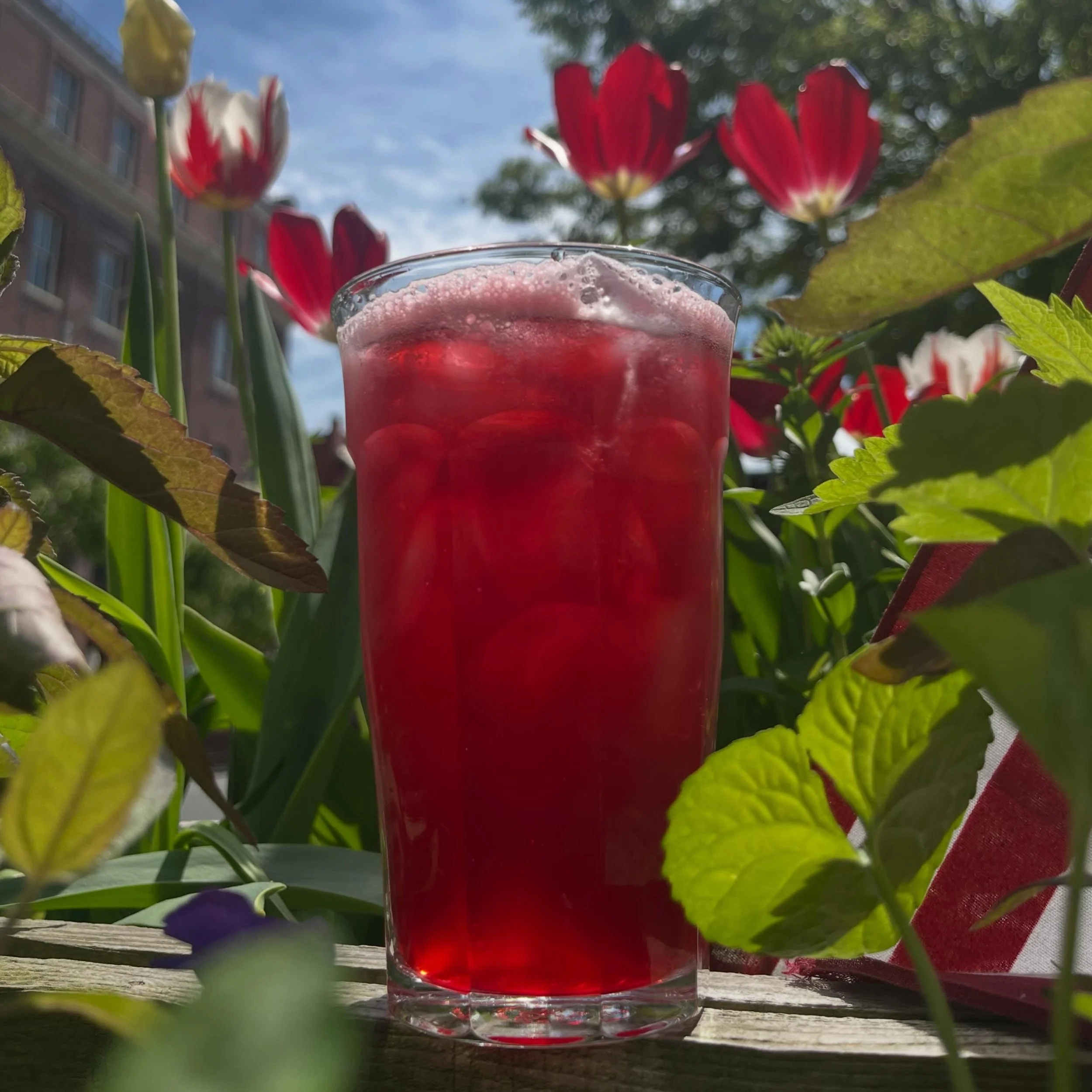 HAPPY SUMMER 🌷

Our new specials are out now, come hang with us and try them out!

Arnold Palmer- @maidencoffee cold brew shaken with @nataliesoj lemonade

Agua De Sapo- ginger lime cold brew, Caribbean inspired bright and refreshing 

Caramelized B