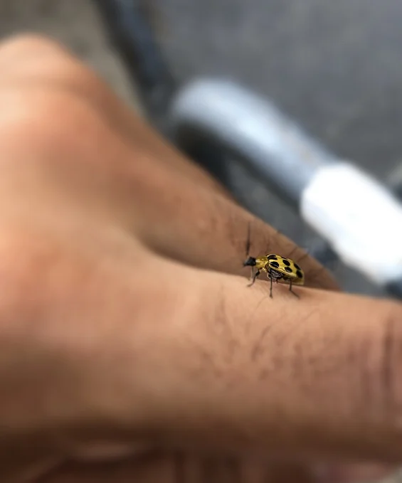 i blurred my hand to remove your attention from my unsightly hairs. wish i had another photo!